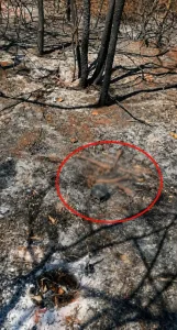 Morada FM — Uma possível ossada humana foi encontrada por volta das 12h16 deste domingo (16/08), em uma propriedade rural de Santa Helena de Goiás. De acordo com as informações repassadas à Polícia Militar que esteve no local posteriormente, moradores da fazenda foram até uma área de plantação de cana para verificar os danos provocados por um incêndio. Durante a vistoria, eles encontraram alguns ossos aparentemente semelhantes a partes de um corpo humano jogados no solo. Diante da situação, a autoridade competente foi comunicada e acionou a Polícia Técnico-Científica e o Instituto Médico-Legal (IML). O material foi recolhido e encaminhado para exames, que deverão […]
