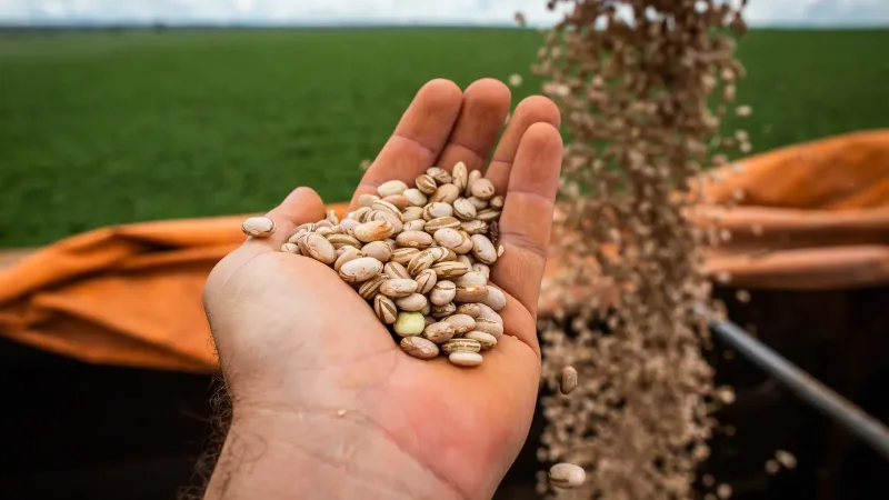 Morada FM — &nbsp; A produção de feijão em Goiás cresceu pelo segundo ano seguido e consolidou o estado como o segundo mais produtivo do Brasil, com média de 2,4 toneladas por hectare. A área cultivada aumentou 6,5%, alcançando 127 mil hectares, enquanto a colheita chegou a 299 mil toneladas, alta de 3,6%. O desempenho ocorre na contramão do cenário nacional, que registrou queda na produção e na área plantada. A terceira safra predomina em Goiás, especialmente com o feijão de cores. Para fortalecer a atividade, o estado mantém medidas de controle contra a mosca-branca e o mosaico dourado, incluindo cadastro de lavouras, calendário [&hellip;]