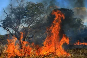 Morada FM — A mobilização reuniu órgãos públicos e representantes do setor rural em torno das ações preventivas.   Uma força-tarefa reuniu a Prefeitura, Corpo de Bombeiros, Defesa Civil, Gabinete de Gestão Integrada Municipal, produtores rurais e Brigada de Incêndio para atuar na prevenção de queimadas no município. A atuação conjunta tem como foco a prevenção de queimadas no município, com isso as equipes e grupos envolvidos participam das ações com o objetivo de reduzir situações que possam resultar em incêndios. A prevenção depende também da participação da população e a orientação repassada é para que moradores não coloquem fogo em lotes baldios ou […]