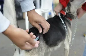 Morada FM — A Prefeitura de Rio Verde realizará o Dia D de vacinação antirrábica na zona urbana do município. A campanha é destinada a cães e gatos a partir de três meses de idade e tem como objetivo prevenir a raiva, doença que pode atingir animais e seres humanos. A vacinação é apontada como a principal forma de prevenção contra a doença. Por isso, a orientação é que os tutores levem seus animais para receber a dose durante a campanha.