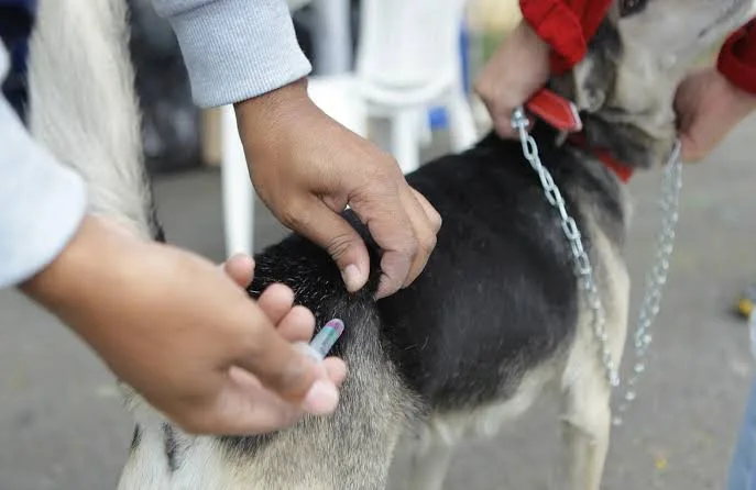 Morada FM — A Prefeitura de Rio Verde realizará o Dia D de vacinação antirrábica na zona urbana do município. A campanha é destinada a cães e gatos a partir de três meses de idade e tem como objetivo prevenir a raiva, doença que pode atingir animais e seres humanos. A vacinação é apontada como a principal forma de prevenção contra a doença. Por isso, a orientação é que os tutores levem seus animais para receber a dose durante a campanha.