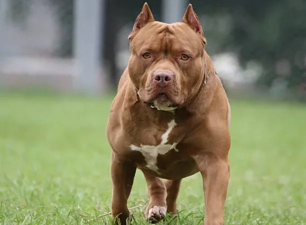 Morada FM — Dois idosos e uma criança passaram por momentos de tensão durante o ataque de um pitbull na Fazenda Boa Vista, na zona rural de Rio Verde. Seu Francisco Gomes, de 73 anos, identificado na foto à direita, ajudou a socorrer a criança junto com Seu Sebastião Amaral de Resende, de 70 anos, foto à esquerda. Segundo relatos, o animal avançou contra as vítimas, provocando uma situação de desespero e colocando as pessoas envolvidas em risco. Os dois idosos também foram atacados pelo cão e encaminhados para a UPA de Rio Verde. Eles não tiveram ferimentos graves. A criança, Ana Clara, de [&hellip;]
