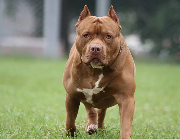 Morada FM — Dois idosos e uma criança passaram por momentos de tensão durante o ataque de um pitbull na Fazenda Boa Vista, na zona rural de Rio Verde. Seu Francisco Gomes, de 73 anos, identificado na foto à direita, ajudou a socorrer a criança junto com Seu Sebastião Amaral de Resende, de 70 anos, foto à esquerda. Segundo relatos, o animal avançou contra as vítimas, provocando uma situação de desespero e colocando as pessoas envolvidas em risco. Os dois idosos também foram atacados pelo cão e encaminhados para a UPA de Rio Verde. Eles não tiveram ferimentos graves. A criança, Ana Clara, de [&hellip;]